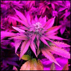 Secondaire Green Crack 1 flo +41