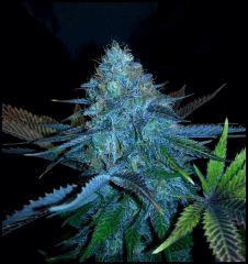 HSO Green Crack flo +69 (rinçage +5)