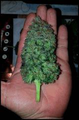 HSO Green Crack #2 cut à flo +74