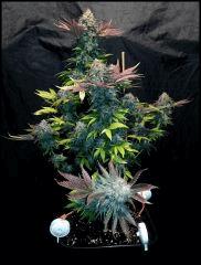 HSO Green Crack #2 cut à flo +74