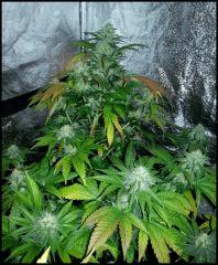Green Crack 2