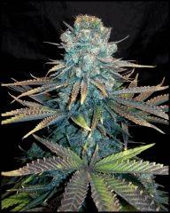 DNA Genetics Rock Lock flo +68 (rinçage +4)