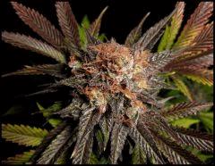 HSO Green Crack flo +69 (rinçage +5)