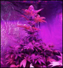 Chem Dawg Flo +59