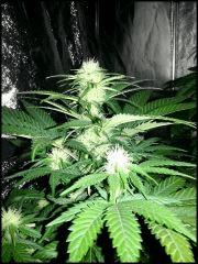 Green Crack 1 flo +26
