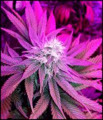 Apex Green Crack 1 flo +41