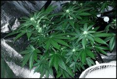 HSO Green Crack