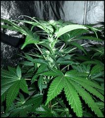 HSO Green Crack