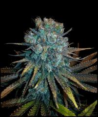 DNA Genetics Rock Lock flo +68 (rinçage +4)