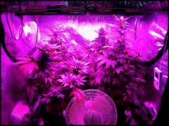 Group shot sous led flo +41