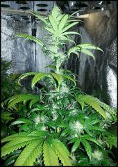 Chem Dawg