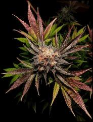 HSO Green Crack flo +69 (rinçage +5)