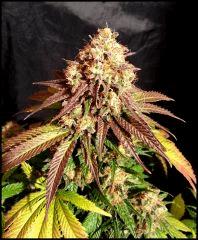 Green Crack flo +60 début du rinçage +0