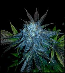 HSO Green Crack flo +69 (rinçage +5)