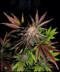 HSO Green Crack flo +69 (rinçage +5)