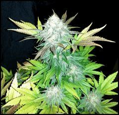 Green Crack 2 flo +60 début du rinçage +0