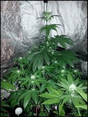 Chem Dawg Flo  27