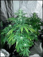 Rock Lock Flo  27