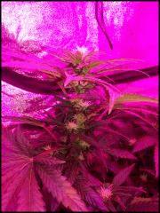 Green Crack FLO  21