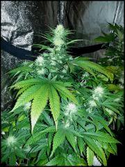 Green Crack 1 flo +31