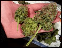 HSO Green Crack #1 cut à flo +73