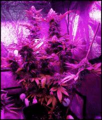 Green Crack 1 Flo +59