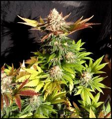 Green Crack flo +60 début du rinçage +0