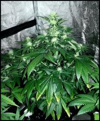Green Crack 1 Flo  27