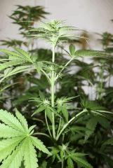 G critical (6)
