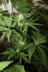 G critical (10)