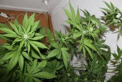 G critical (4)
