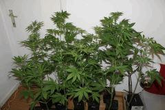 G critical (1)