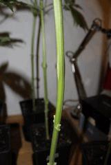 G critical (11)