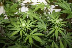 G critical (8)
