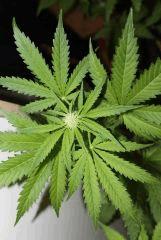 G pineapple (6)