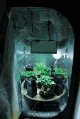 SCROG 11.01.15
