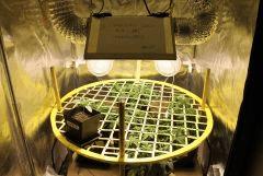 SCROG 17.01.15
