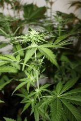 G critical (7)