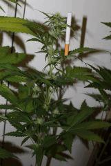 G pineapple (5)