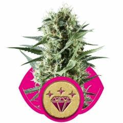 special kush 1