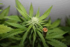 G pineapple (7)