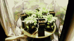 SCROG 5s