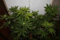 G pineapple (2)