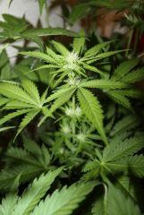 G critical (5)