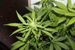 G pineapple (3)
