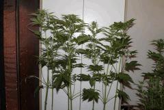 G pineapple (1)