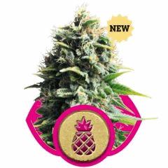 pineapple kush