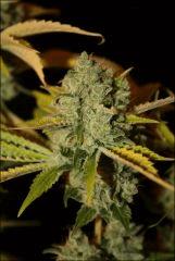 Sour Diesel #1 2
