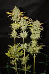 Sour Diesel #1 1