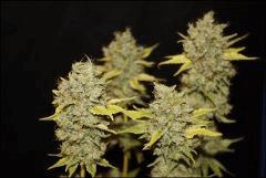 Chemdawg 3